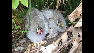 Little Guinea Fowl Keets Hatching In Our Food Forest [upl. by Clarinda245]