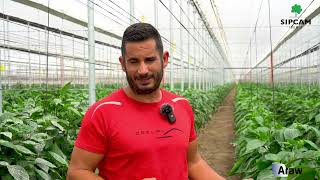 🌶️ Fungicida Araw Testimonios en hortícolas de invernadero Almería [upl. by Rennoc]