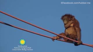 Wie am Schnürchen OrangUtans hangeln am Seil [upl. by Ilatan120]