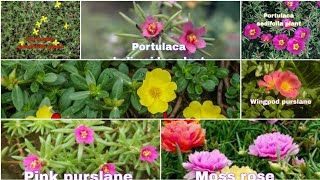 Different Type of Portulaca with name Shagufofficial [upl. by Ysied]