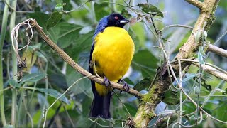 Birds of Ecuador Tanagers [upl. by Eibreh276]