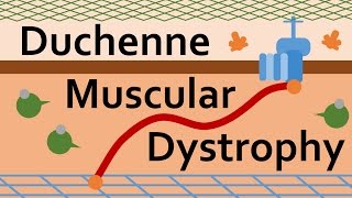 Duchenne Muscular Dystrophy and Dystrophin [upl. by Knudson700]