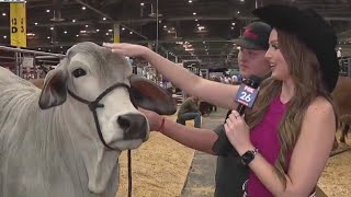 Houston Rodeo 2023 Checking out the livestock being judged [upl. by Anelim]