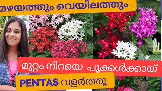 Simple tips for pentas flowering  pentas veraities  pentas plant malayalam  all season flower [upl. by Serra]