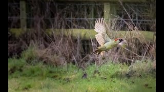 Green Woodpecker in Flight  Wildlife Photography  Bird Photography [upl. by Caldwell]