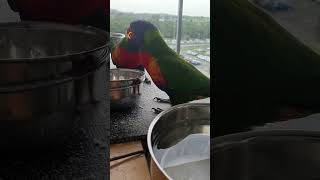 Rain and bow Lorikeets in our balcony Australia [upl. by Reseta]