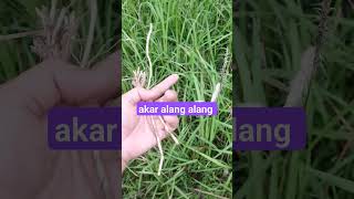 akar alang alang 😍 berkebun alangalang ilalang garden nature herbal [upl. by Kristoforo]