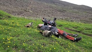 Family of Hoary Marmots Use Sweat as a Salt Lick  ViralHog [upl. by Romo]