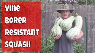 Vine Borer Resistant Squash Harvest  Green Striped Cushaw [upl. by Toney164]