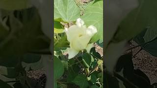 Ghol bhaji vegetable in Maharashtra Portulaca oleracea Linn  cotton plant Gossypium herbaceum [upl. by Analos]