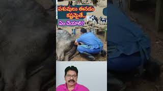 ShortsyoutubeDairyfarmingDystocheaincowsపశువులుఈనడంకష్టమైతేఏమిచేయాలి [upl. by Nosittam]