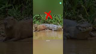 Do Crocodiles Eat Capybaras 😱 [upl. by Kcirttap]