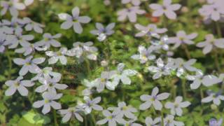 Gardening Tips amp Flowers  How to Grow Blue Star Creeper Pratia Angulata [upl. by Tucker676]