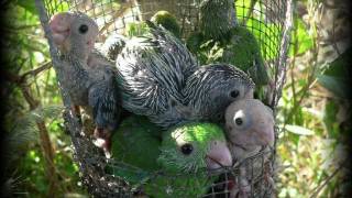 How a Parrot Learns its Name in the Wild [upl. by Jocko]