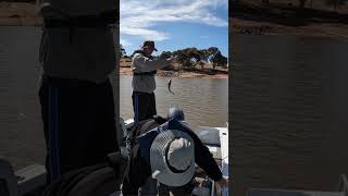 Quick Yellowbelly catch amp release fishing [upl. by Laven57]