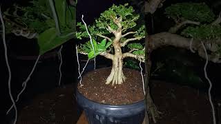 Premna microphylla size medium bonsai bonsaitree tanaman sancangbonsai shorts shortvideo [upl. by Maise]