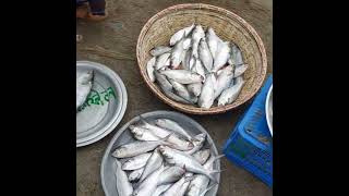 kajir jura munsir bazar ma ilish Anek Dhara Parichay madaripur the daily ajkker alokito sokal [upl. by Annahsat593]