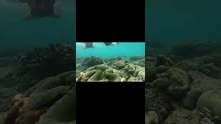 Snorkeling With Giant Clams  Discovery Coron Palawan [upl. by Aratas]