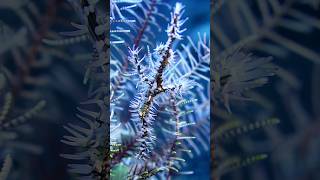 Ghost pipefish in the feather star macro underwater nature scubadiving youtubeshorts bali [upl. by Renie]