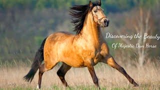 The Dun Horse Breed Americas Most Majestic Mustangs [upl. by Esinrahc]