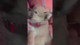 Lio amar upore rag koreche🤣😂🤣 egodogdogdoglover subscribers followers support cutehighlights [upl. by Allecram]