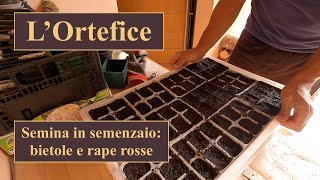 Semina in semenzaio  Bietole e Rape rosse [upl. by Werdnaed]