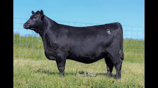 Willekes Angus NILE Heifer Lot 53 [upl. by Michelle966]