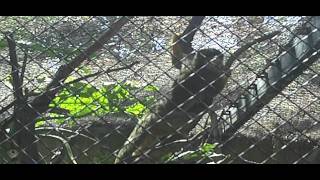 Spider Monkey at the Los Angeles Zoo [upl. by Enilecram]