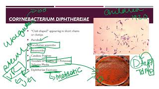 Corynebacterium [upl. by Ester948]