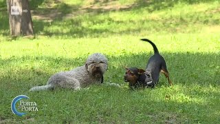 32 milioni di animali domestici nelle case degli italiani  Porta a Porta 09102024 [upl. by Elyrehc]