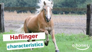 Haflinger  characteristics origin amp disciplines [upl. by Rafi]