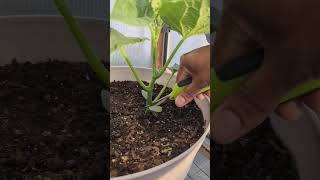 Simple Pruning tips for Cucumbers  Maximum production  gardening garden [upl. by Elvah]