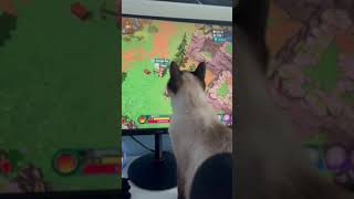 Cats chasing the Ravens in Tribes of Midgard [upl. by Michon]