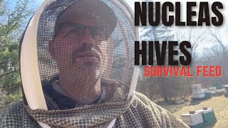 Beekeeping  The Nucleus Hives  Episode 3 [upl. by Kenon]