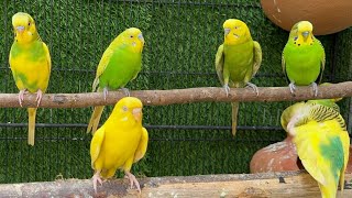 Parrots singing beautiful birds voice beautiful budgies birds sounds [upl. by Minny]