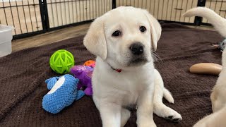 Sweet Labrador Puppy RUDOLPH takes his Temperament Test labrador puppy cutepuppies [upl. by Meir294]