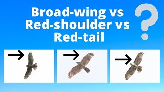 Juvenile Broadwinged Hawk vs Redshouldered Hawk vs Redtailed Hawk  Raptor Identification [upl. by Pier649]