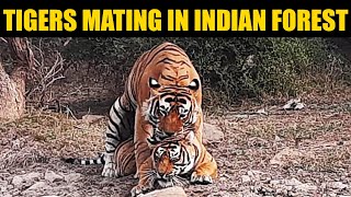 Tiger and Tigress Roaring and Mating in Ranthambore Forest INDIA [upl. by Ayit]