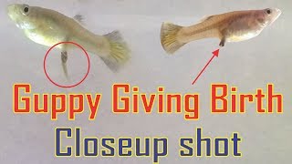 Guppy Giving Birth Livebearers [upl. by Harrod]