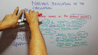 CVS physiology 133 Respiratory waves in the arterial pressure [upl. by Alyakcm]