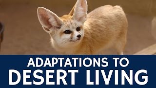 How are Fennec Foxes Adapted to Living in the Desert [upl. by Etteuqal]