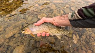 Chasing cutthroat on the fly in Montanas Blackfoot River Watershed Day 1 [upl. by Ferullo]