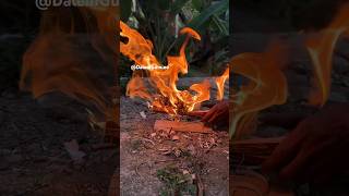 Fire spindle Horseweed hand drill fireskills handdrill [upl. by Aramenta322]