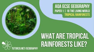 What are Tropical Rainforests Like  AQA GCSE Geography  Tropical Rainforests 1 [upl. by Lait]