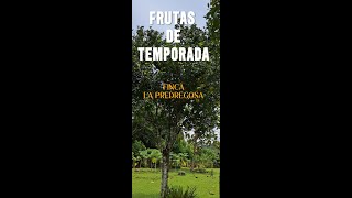 FRUTAS DE TEMPORADA EN FINCA LA PEDREGOSA [upl. by Whallon]