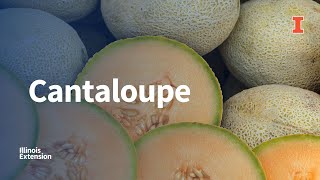 Picking Preparing and Storing Cantaloupe [upl. by Elvia]