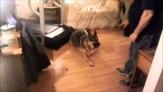 Annie  service dog  heart attack response training [upl. by Crean]