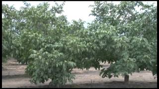 Tecnología de manejo de cultivo de nogal [upl. by Gunar]