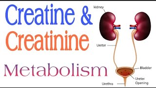 Creatine and Creatinine Metabolism  Lecture 16 [upl. by Tabby]