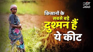 खेती के सबसे बड़े दुश्मन हैं कीट  Nematodes  How They Harm Crops Explained by Dr Daya Srivastava [upl. by Buller]